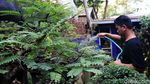 Melihat Budidaya Tanaman Bonsai di Tengah Kota Bandung