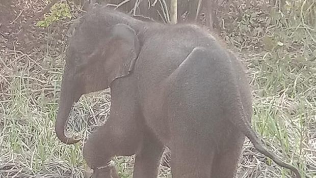 Anak gajah terjerat di Riau.