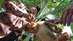 STIB, Sekolah Tinggi Beruk Pemetik Kelapa