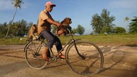 Harga beruk yang sudah terlatih dapat berlipat ganda dari sebelumnya, yakni mulai Rp750 ribu hingga jutaan rupiah per ekor.