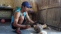 Suparman, seorang tour guide dari Desa Kembang Kuning tengah mempraktekkan cara mengupas kelapa yang akan diolah menjadi minyak kelapa.