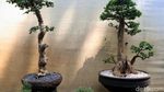 Melihat Budidaya Tanaman Bonsai di Tengah Kota Bandung