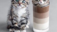 Keterampilan Jose saat menata makanan bahkan lebih baik daripada kebanyakan orang di atas usianya. Segelas minuman cokelat ini dihias dengan whipped cream sehingga mirip seperti kepala kucing. Foto: Instagram @naturally.jo