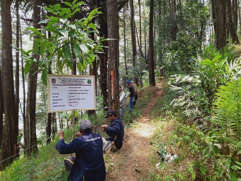 Babi Hutan Rusak Lahan di Ciamis, Warga Pasang 3 KM Pagar Berduri Babi Hutan Rusak Lahan di Ciamis, Warga Pasang 3 KM Pagar Berduri