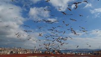 Ali Akbakri, remaja 17 tahun asal Suriah mengambil lanskap pantai Istanbul yang melambangkan kebebasan. Istimewa/UNICEF/Albakri.