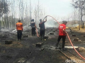 Peternakan di Situbondo Terbakar, 5.000 Ayam Mati Terpanggang