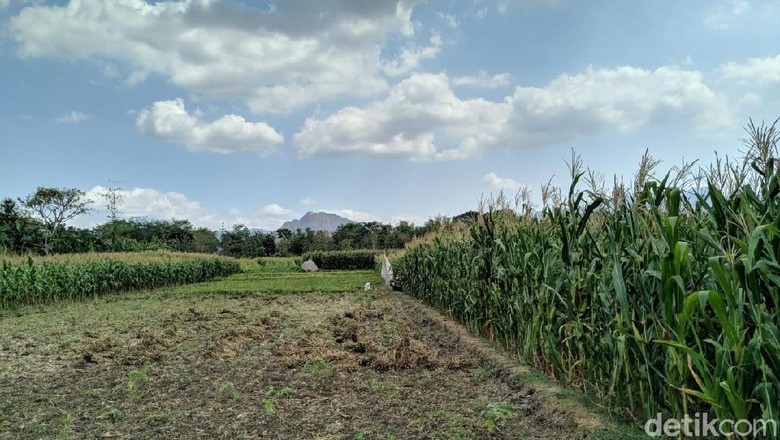 Macan Tutul di Ponorogo Diduga Turun Gunung untuk Cari Makanan dan Air Macan Tutul di Ponorogo Diduga Turun Gunung untuk Cari Makanan dan Air