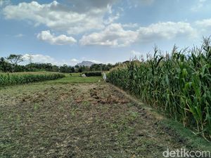 Macan Tutul di Ponorogo Diduga Turun Gunung untuk Cari Makanan dan Air