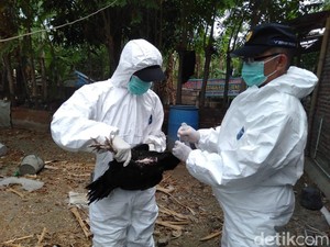 Virus Corona Menular Sangat Cepat, Dokter Paru Bandingkan dengan Flu Burung