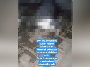 Bukan Dicekoki Ciu, Kucing Video Viral Ternyata Diminumi Air Kelapa Muda