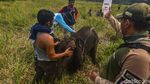 Kasihan! Anak Gajah Sumatera Kena Jerat Pemburu