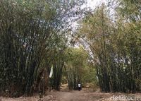 Bukan Jepang, Ini Hutan Bambu Instagramable di Polewali Mandar