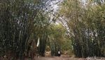 Potret Hutan Bambu Instagramable di Sulawesi