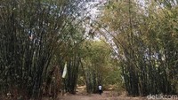 Inilah kawasan wisata Hutan Bambu di pedalaman Desa Alu, Kecamatan Alu, Kabupaten Polewali Mandar, Sulawesi Barat. Destinasi ini bisa traveler kunjungi akhir pekan ini. (Abdy/detikcom)