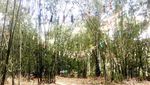 Potret Hutan Bambu Instagramable di Sulawesi