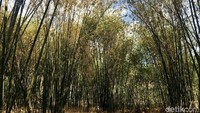 Kawasan hutan bambu ini terbagi dua, dipisahkan oleh sungai Mandar. Satu bagian dijadikan tempat wisata, sementara bagian lain dikelola untuk ekonomi warga. (Abdy/detikcom)