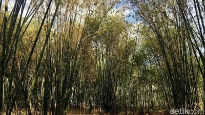 Potret Hutan Bambu Instagramable di Sulawesi