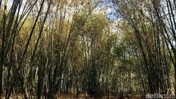 Potret Hutan Bambu Instagramable di Sulawesi