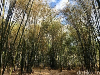 Bukan Jepang, Ini Hutan Bambu Instagramable di Sulawesi