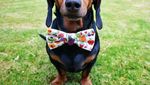 Ini Harlso, Anjing Imut yang Pintar Seimbangkan Makanan di Kepala