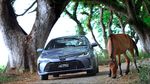Sensasi Corolla Altis Hybrid