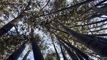 Potret Hutan Bambu Instagramable di Sulawesi