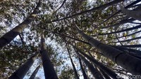 Kondisi jalanan yang teduh oleh rimbunnya dedaunan batang bambu, membuat perjalanan terasa lebih nikmat dengan udara yang sejuk. Bikin betah! (Abdy/detikcom)