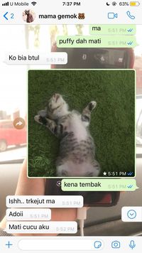 Ibu Ini Sandera Kucing Sang Anak Agar Dibelikan Makanan