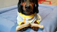 Unggahan foto Harlso menyeimbangkan makanan selalu ditunggu. Salah satu yang terbaru ketika pemilik Harlso menaruh cup kertas kopi di atas kepala anjing pintar ini. Foto: Instagram harlso_the_balancing_hound