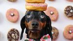 Ini Harlso, Anjing Imut yang Pintar Seimbangkan Makanan di Kepala