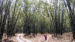 Potret Hutan Bambu Instagramable di Sulawesi