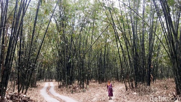 Pemanfaatan hutan bambu sebagai tempat wisata ini baru dimulai sejak beberapa tahun terakhir. Berawal dari festival seni dan budaya yang sering dilaksanakan di tengah kawasan hutan bambu. (Abdy/detikcom)
