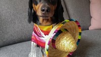 Lebih cute lagi, begini gaya Harlso saat bergaya dengan konsep Meksiko. Ia coba menyeimbangkan gelas tequila di atas kepalanya. Foto: Instagram harlso_the_balancing_hound