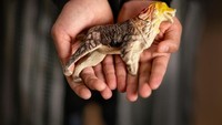 Benda yang dibawa Shatha hanyalah mainan anjing kecil. Ia tak pernah melepaskan benda tersebut, karena Shatha percaya anjing tersebut melindunginya.