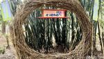 Potret Hutan Bambu Instagramable di Sulawesi