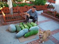 Keren! Kakek Ini Panen Buah Kundur yang Ia Tanam Selama 50 Tahun