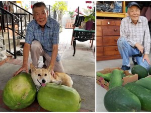 Keren! Kakek Ini Panen Buah Kundur yang Ia Tanam Selama 50 Tahun