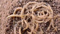Kalau mie yang satu ini ditemukan lebih dari 4000 tahun lalu di China, tepatnya di sungai Kuning. Mie ini dianggap sebagai mie tertua di dunia.  Foto: Istimewa