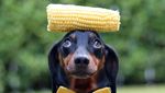 Ini Harlso, Anjing Imut yang Pintar Seimbangkan Makanan di Kepala