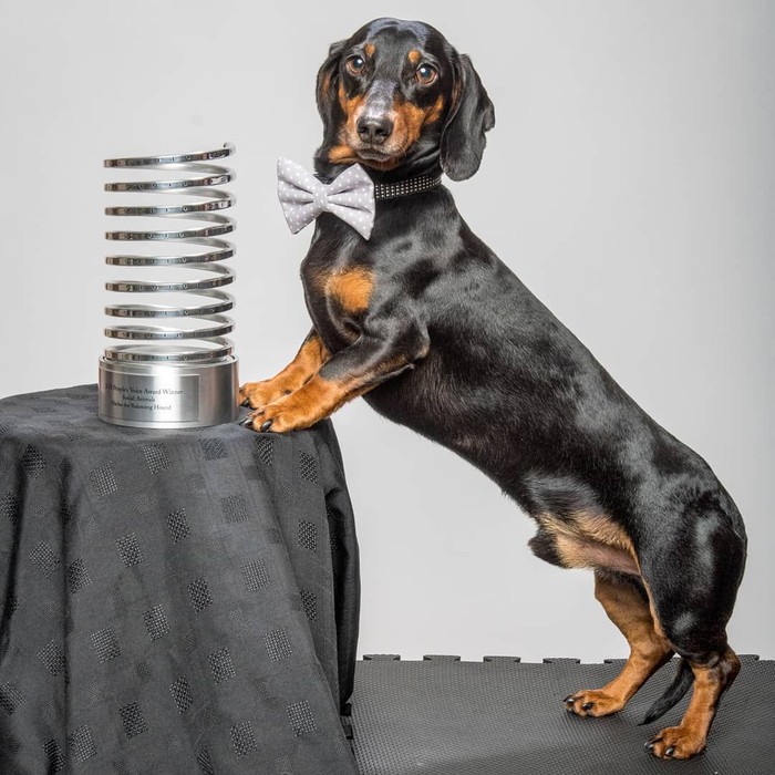 Ini Harlso Anjing Imut Yang Pintar Seimbangkan Makanan Di Kepala
