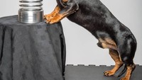 Inilah sosok Harlso yang memiliki 114.000 followers Instagram. Anjing jenis Dachshund ini baru saja memenangkan Webby Peoples Voice Award 2019. Foto: Instagram harlso_the_balancing_hound