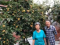 Keren! Kakek Ini Panen Buah Kundur yang Ia Tanam Selama 50 Tahun