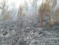 Hutan di Gunung Rinjani Terbakar, Pendaki Diminta Waspada