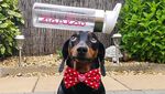 Ini Harlso, Anjing Imut yang Pintar Seimbangkan Makanan di Kepala