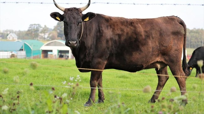 Mengenal Wagyu, Jenis Daging Populer untuk Shabu-shabu