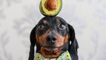 Ini Harlso, Anjing Imut yang Pintar Seimbangkan Makanan di Kepala
