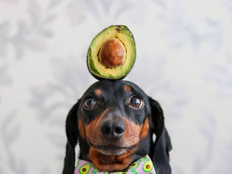 Ini Harlso, Anjing Imut yang Pintar Seimbangkan Makanan di Kepala