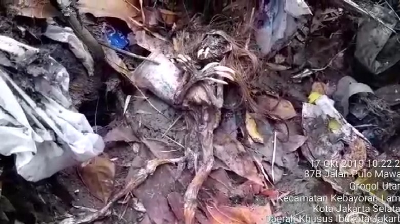 Dikira Kadal, Ternyata Jenglot yang Ditemukan Petugas UPK di Kali Jaksel Dikira Kadal, Ternyata Jenglot yang Ditemukan Petugas UPK di Kali Jaksel