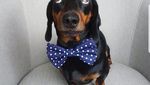 Ini Harlso, Anjing Imut yang Pintar Seimbangkan Makanan di Kepala