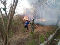 Padang Savana Gunung Tambora Terbakar 